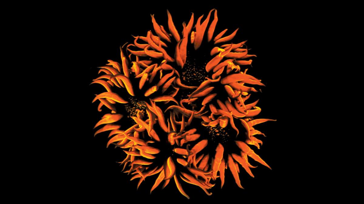Image of orange coral